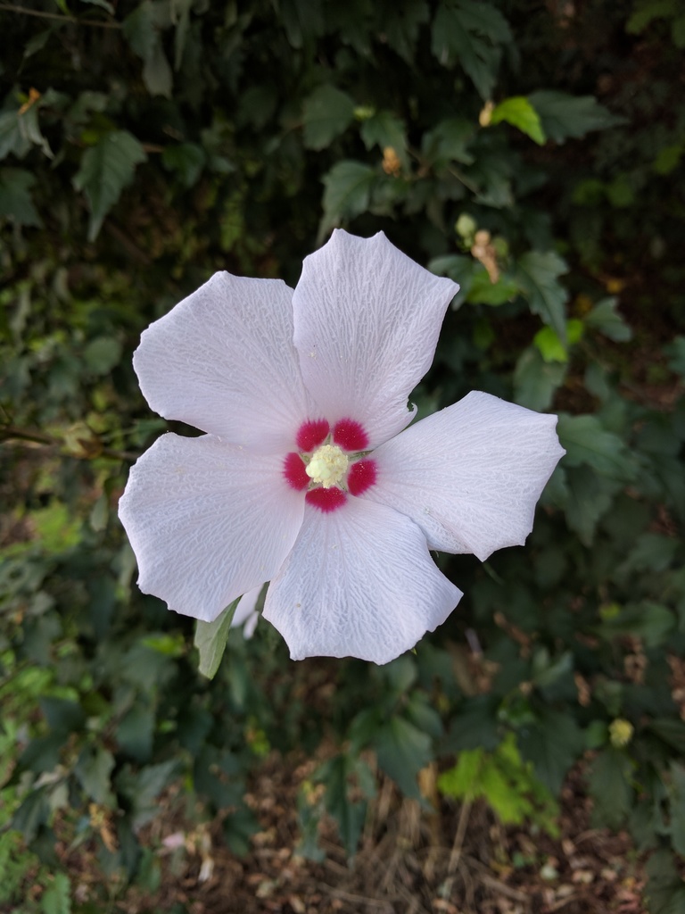 하얀색 무궁화 꽃