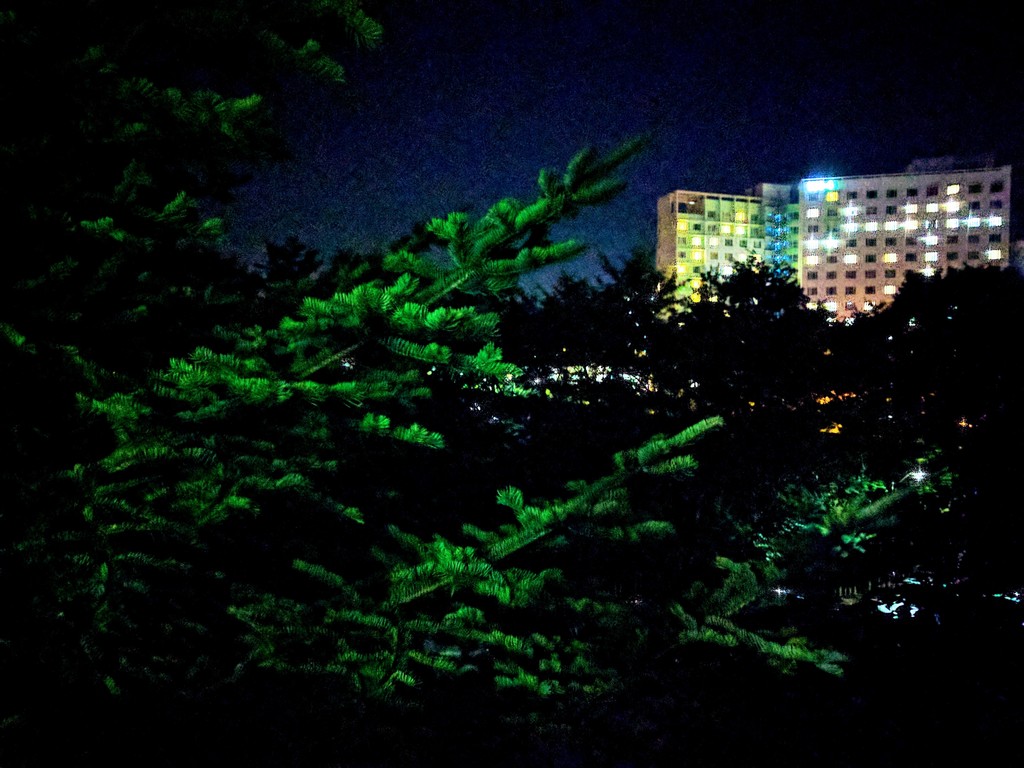 HDR 모드로 촬영한 전나무, 야경... 구글포토 시네마 효과