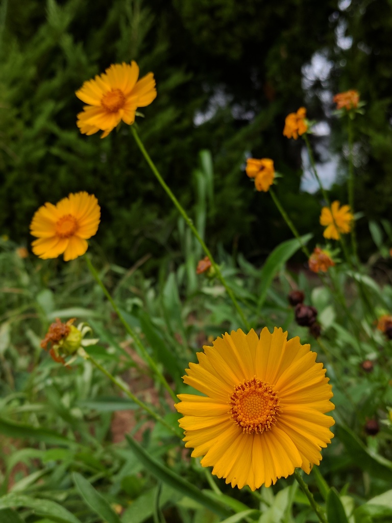 큰금계국 노란 꽃
