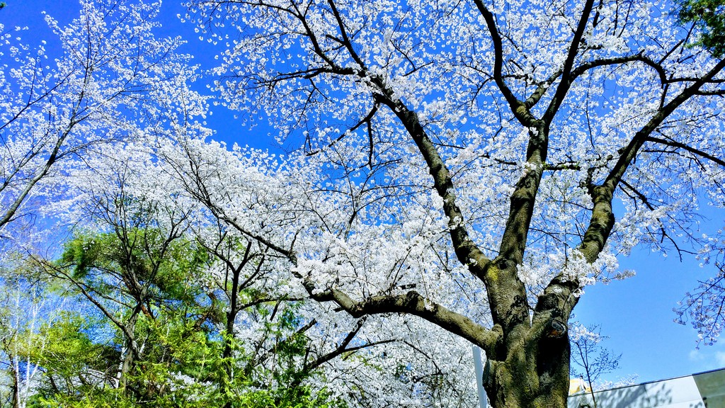 KIST의 화려한 봄... 벚꽃
